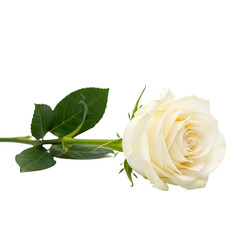 A beautiful single white rose with its green stem and leaves, perfect for themes of love, purity, sympathy, or elegant floral designs.