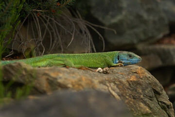 European green lizard (Lacerta viridis), large green lizard lying on a stone in its natural habitat.