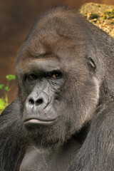 Western lowland gorilla (Gorilla gorilla gorilla), portrait of a large male. Portrait of a great ape in a zoo.