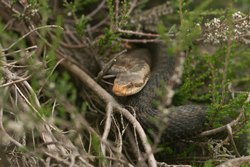 Vipera berus, also known as the common European adder and the common European viper, portrait of a large female in its natural habitat.