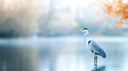 Fototapeta premium A heron stands on a placid lake at dawn. Soft light