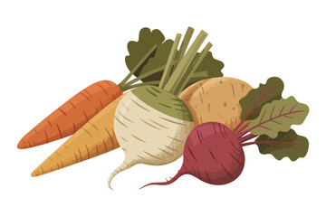 Assortment of Fresh Root Vegetables Harvest