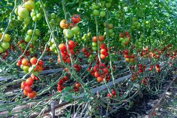 Rode en groene tomaten aan de struik in volle grond bij biologisch tuinbouwbedrijf
