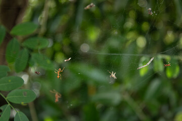 Ants are trapped in a spider's web in nature. A concept of struggle for survival and danger