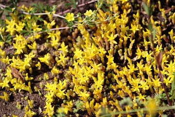Close-up of bright yellow flowers growing in soil