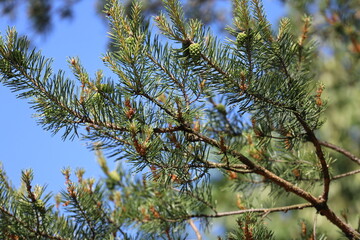 branch of a pine tree, a serene natural scene