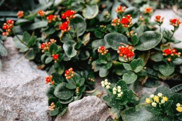Vibrant red flowers blooming among green foliage in a tranquil garden setting
