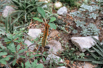 Colorful caterpillar resting on a green leaf in a garden during daytime