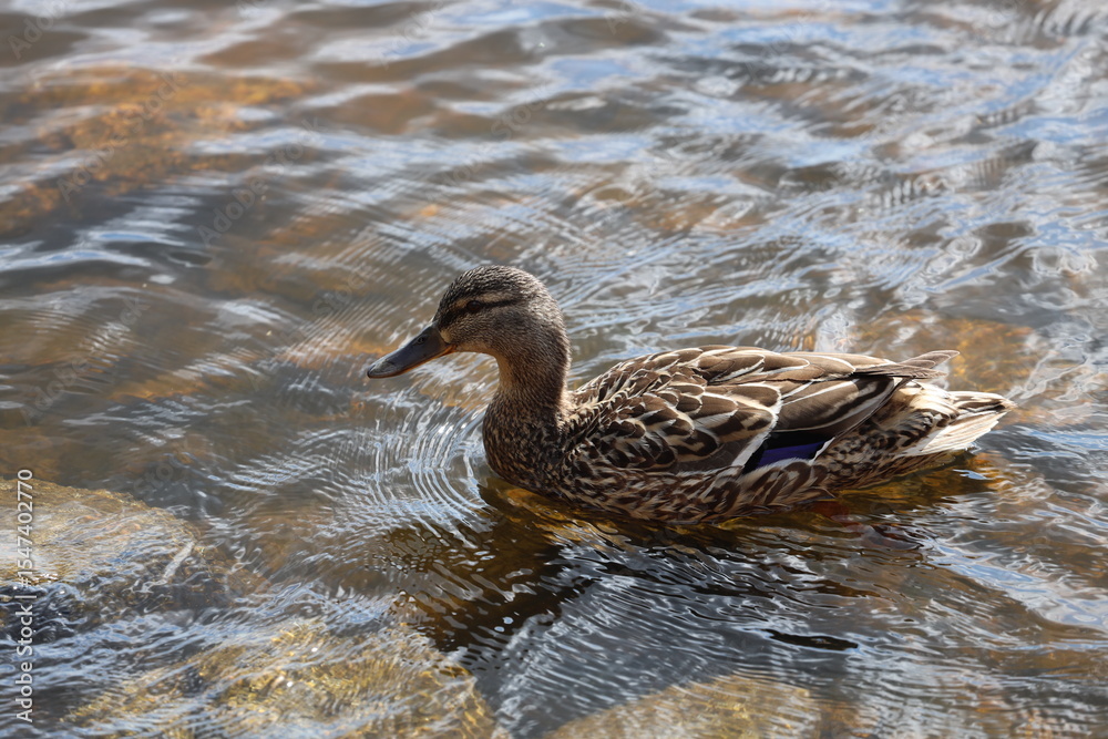 Aufkleber a duck swimming in calm water with lily pads and greenery