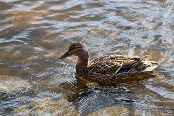 A duck swimming in calm water with lily pads and greenery