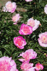 Beautiful pink peonies blooming in a sunny garden landscape during springtime