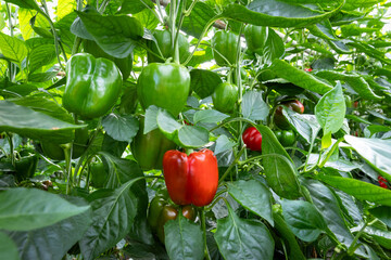 Biologische rode en groene paprika's aan de struik bij kweker