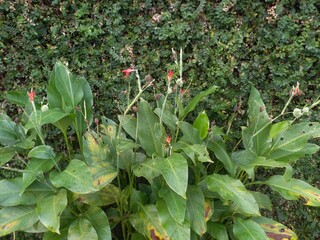 red and green plants
