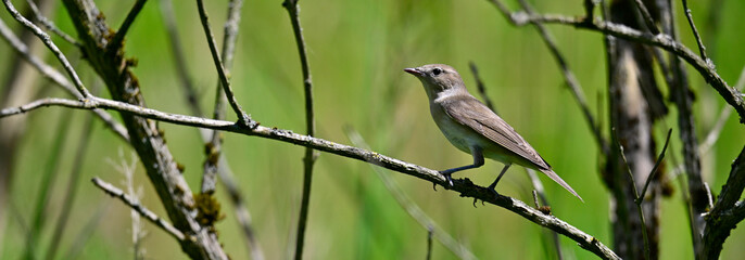 Gartengrasmücke // Garden warbler (Sylvia borin) 