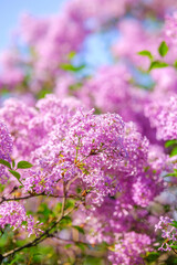 Lilac blossoms in full bloom under a bright blue sky during springtime