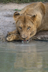 Beautiful portrait of a young male lion lying in front of a puddle and drinking, Greater Kruger. 