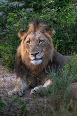 A portrait of a male lion lying in the lush green grass, Greater Kruger.