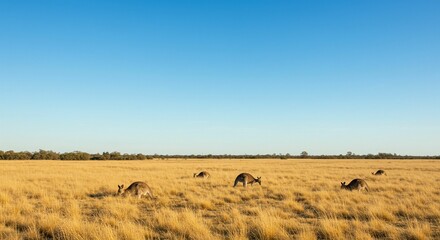 Obraz premium Kangaroos grazing in open grassland