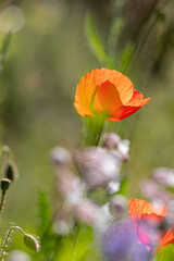 Red poppy (papaver) flower blooming in spring meadow