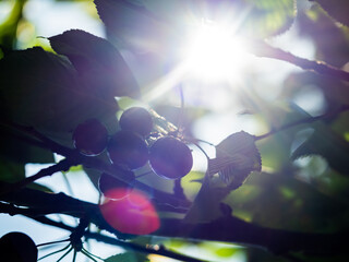 Cerezas en un árbol con el sol a contraluz
