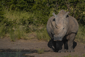 A white rhino standing next to the edge of a waterhole during summer. 