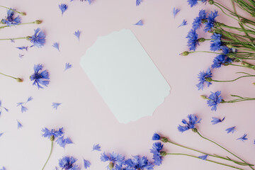 Centaurea cyanus flowers and blank card on pink background