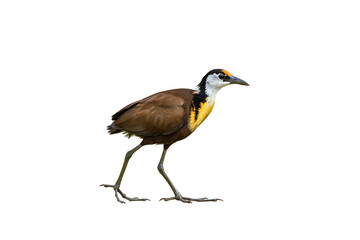 African Jacana Bird Standing with Yellow Neck and Long Toes, Realistic PNG Isolated on Transparent Background for Wildlife and Birdwatching Themes