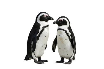 Pair of Penguins Interacting Face-to-Face, PNG Isolated on Transparent Background for Love, Family, and Wildlife Concepts
