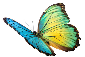 colorful-wing  isolated on white background png, ai generated