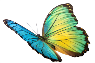 colorful-wing  isolated on white background png, ai generated