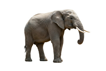 Obraz premium Young African Elephant in Side Profile View, High-Resolution PNG on Transparent Background for Wildlife