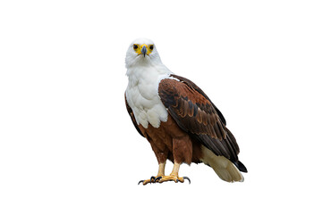 Obraz premium African Fish Eagle with Brown Feathers and White Head, Standing Alert, Isolated PNG on Transparent Background