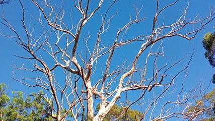 tree branches against blue sky