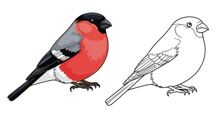 Obraz premium Eurasian Bullfinch Coloring Page with Realistic and Outline Birds Garden Bird Art Activity