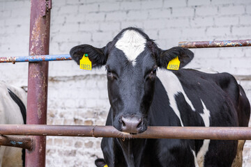 Healthy dairy cows feeding on fodder standing in row of stables in cattle farm barn with worker...