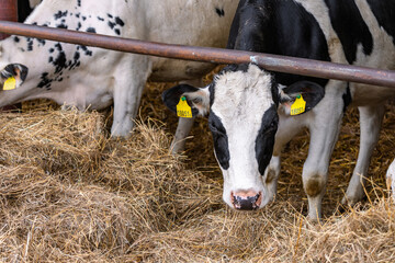 A herd of cattle lying on top of a pile of hay. A herd of cattle standing on top of a metal fence....