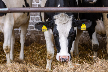 A herd of cattle lying on top of a pile of hay. A herd of cattle standing on top of a metal fence....