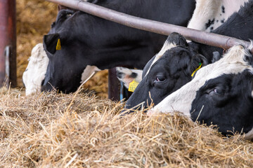 A herd of cattle lying on top of a pile of hay. A herd of cattle standing on top of a metal fence....