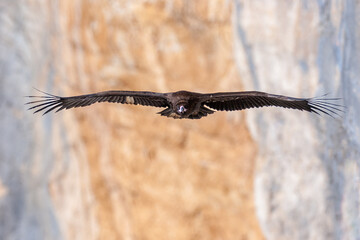 A cinereous vulture (Aegypius monachus) soaring over the cliffs of the Verdon Gorge, a symbol of the successful reintroduction of this species and ongoing conservation efforts in Southern France.