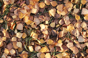 Golden and brown birch leaves lie scattered across grass, glowing in evening light