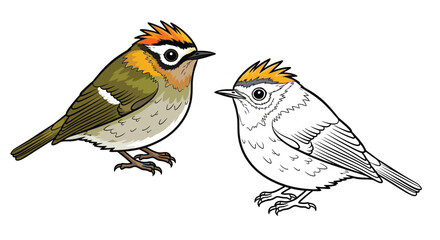 Firecrest Bird Coloring Page with Colored and Outline Versions Tiny Forest Birds Art