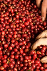 close up of fresh coffee beans for background                 