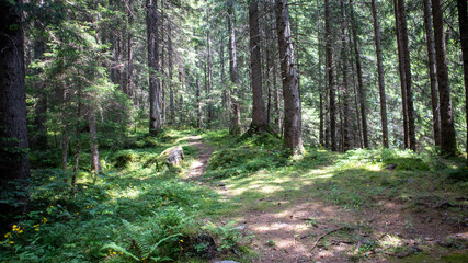footpath in the woods, Scalve valley ,Bergamo, north Italy