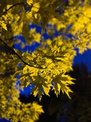 Glowing Yellow Maple Leaves Against a Dark Blue Night Sky