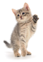 Kitten on white background.