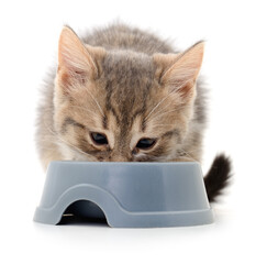 Cat eating dry food.
