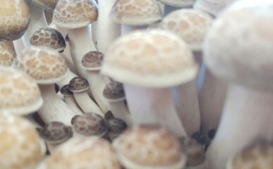 しめじアップの写真