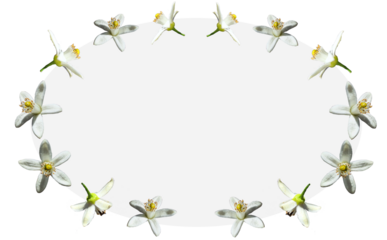 白いみかんの花で囲まれたフレーム