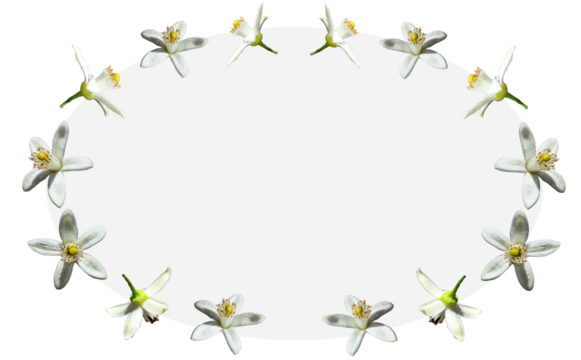 白いみかんの花で囲まれたフレーム