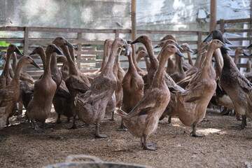 A group of ducks standing together inside a farmyard enclosure with a wooden fence, surrounded by straw bedding. © Ahmad